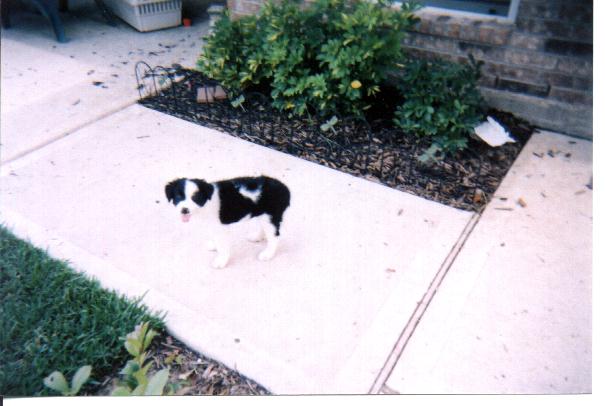 Gus, 9 weeks